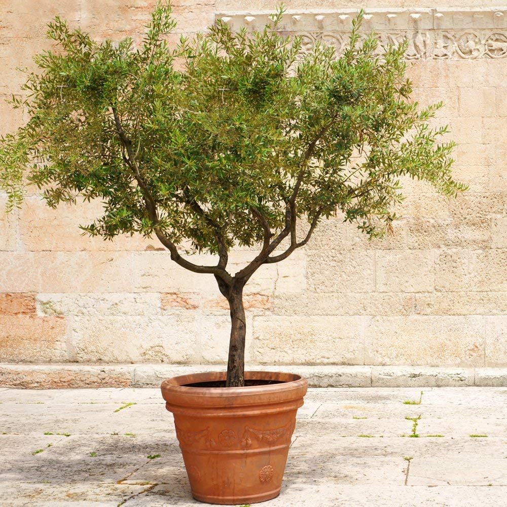 6 Inch Potted Arbequina Olive Tree Live Plant Y84457