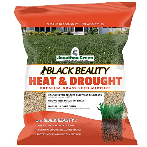 Black Beauty Heat & Drought Resistant Grass Seed (7 lb) Y90359