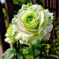 Rare Twin Color Rose Seeds for Planting, Hybrid Green White Rose, Perennial Shrub M89851