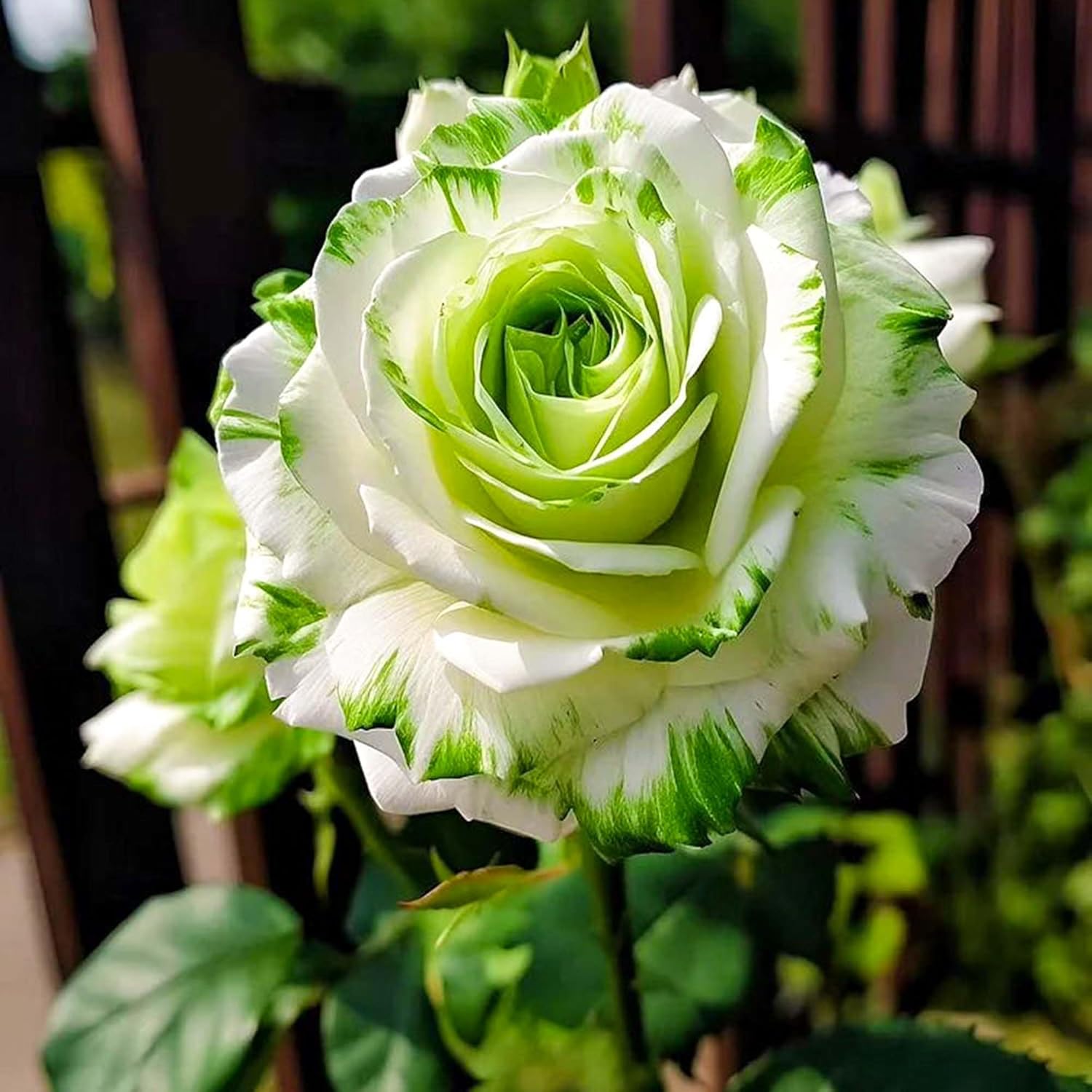 Rare Twin Color Rose Seeds for Planting, Hybrid Green White Rose, Perennial Shrub M89851
