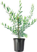 6 Inch Potted Arbequina Olive Tree Live Plant Y84457