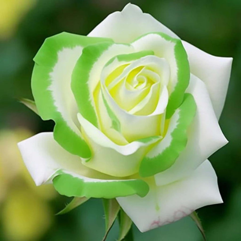 Rare Twin Color Rose Seeds for Planting, Hybrid Green White Rose, Perennial Shrub M89851