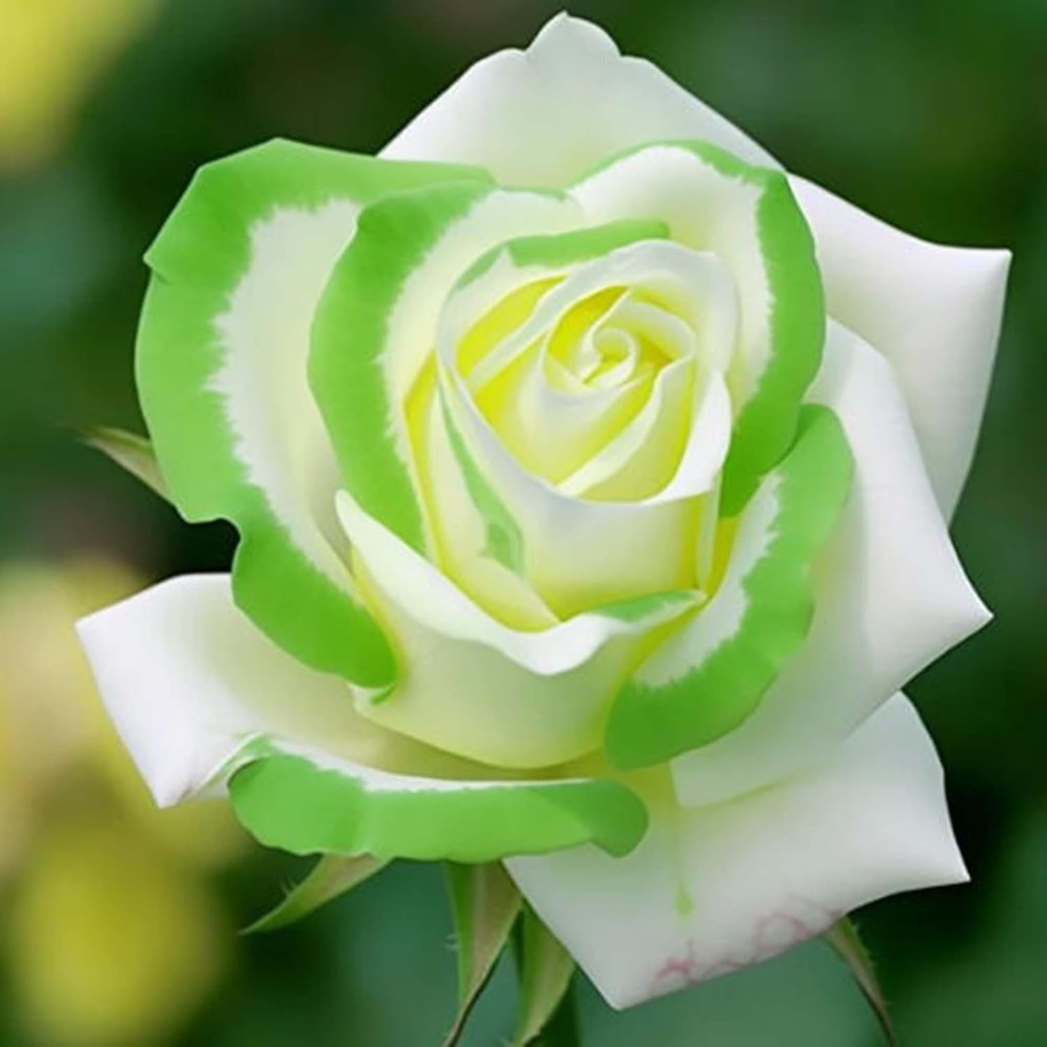 Rare Twin Color Rose Seeds for Planting, Hybrid Green White Rose, Perennial Shrub M89851
