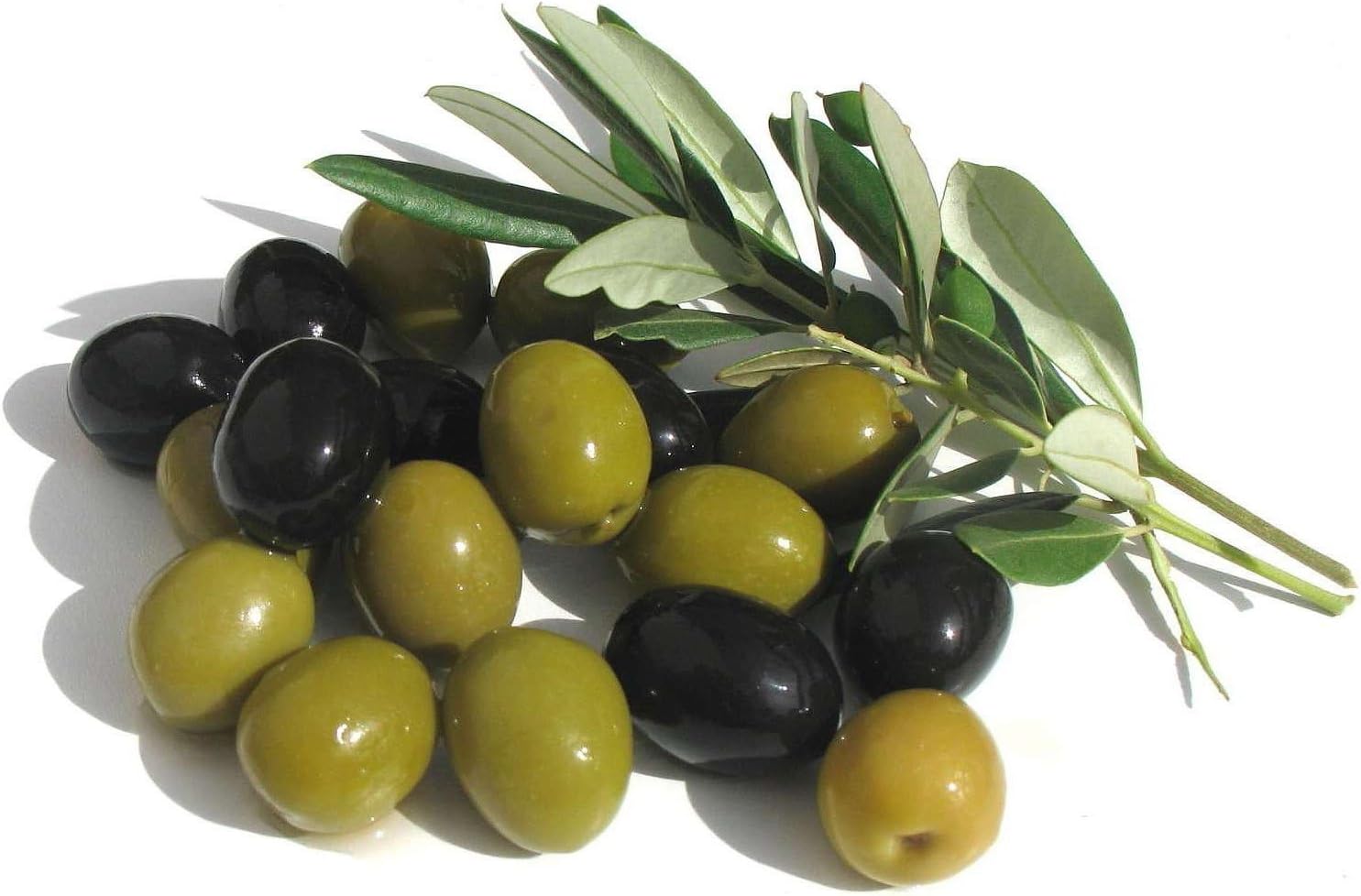 6 Inch Potted Arbequina Olive Tree Live Plant Y84457