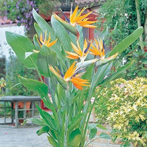 Bird of Paradise 1 Plants 1 Gal Pot W5164