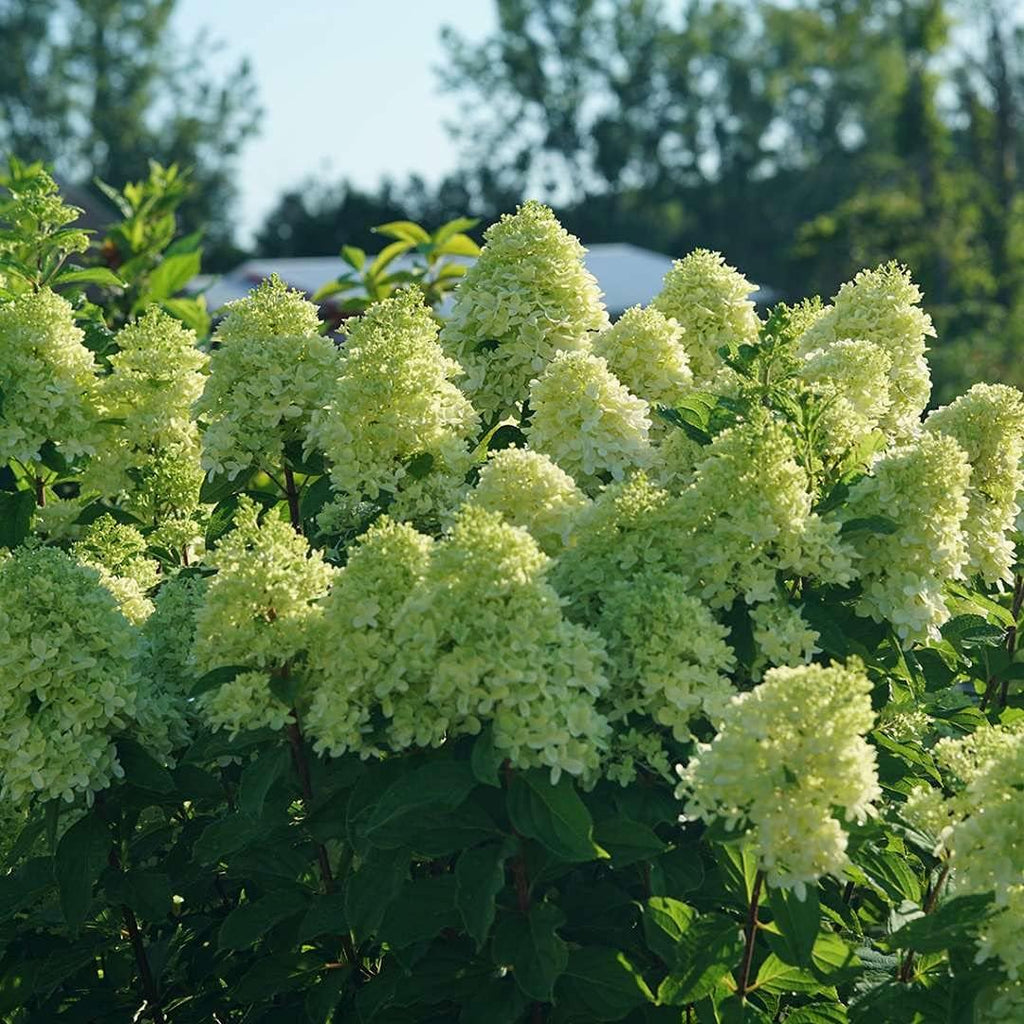4" Pot Panicle Hydrangea G3702