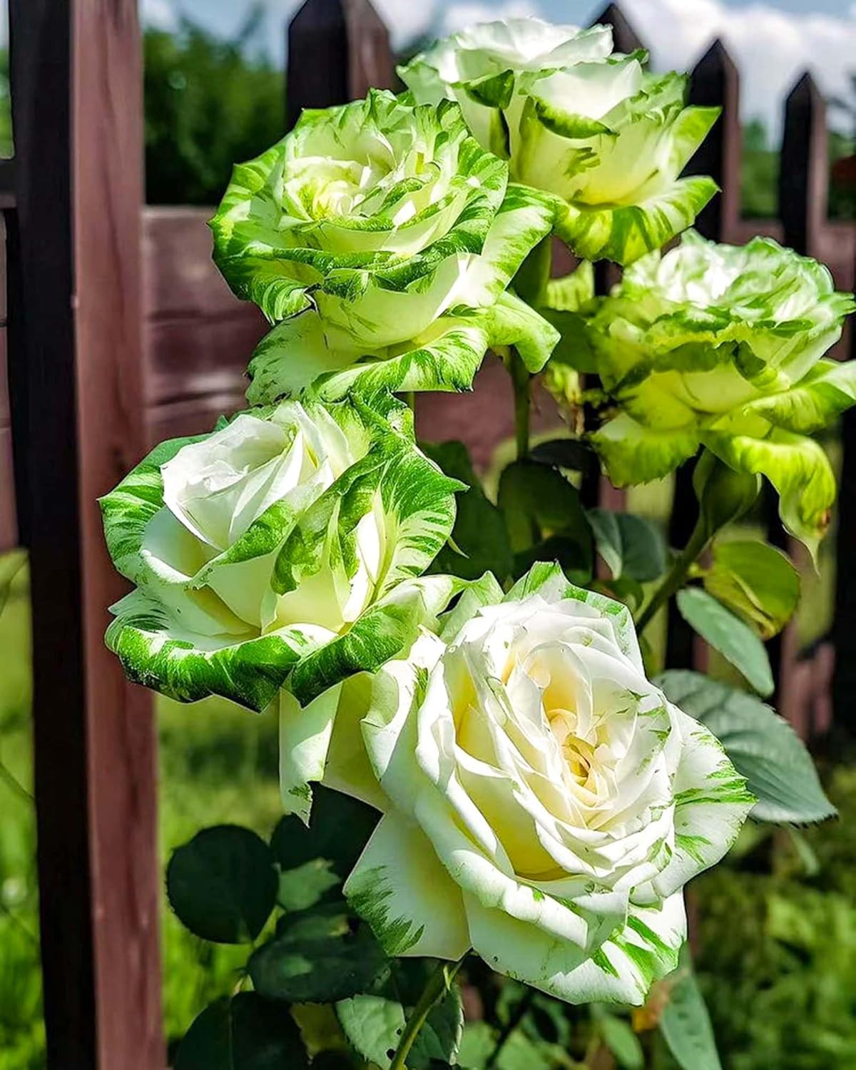 Rare Twin Color Rose Seeds for Planting, Hybrid Green White Rose, Perennial Shrub M89851