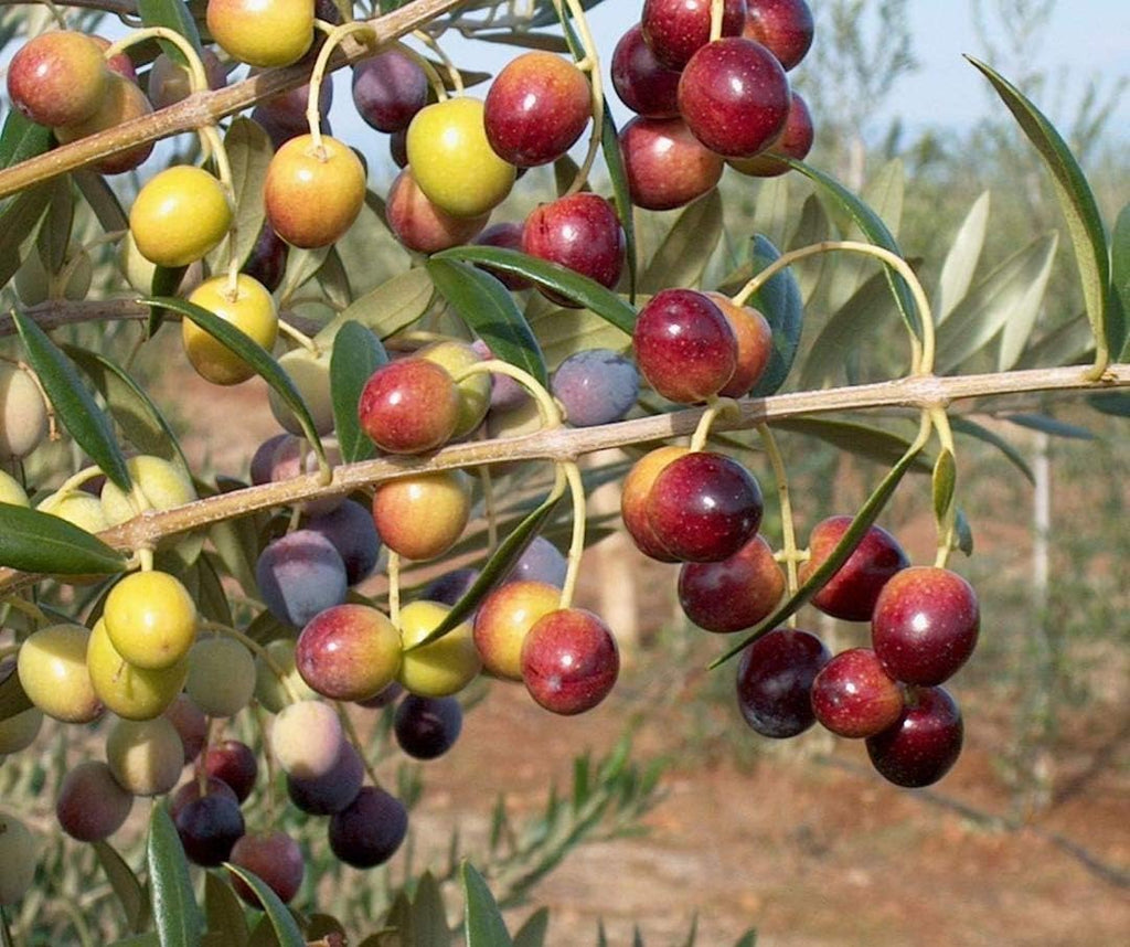 6 Inch Potted Arbequina Olive Tree Live Plant Y84457
