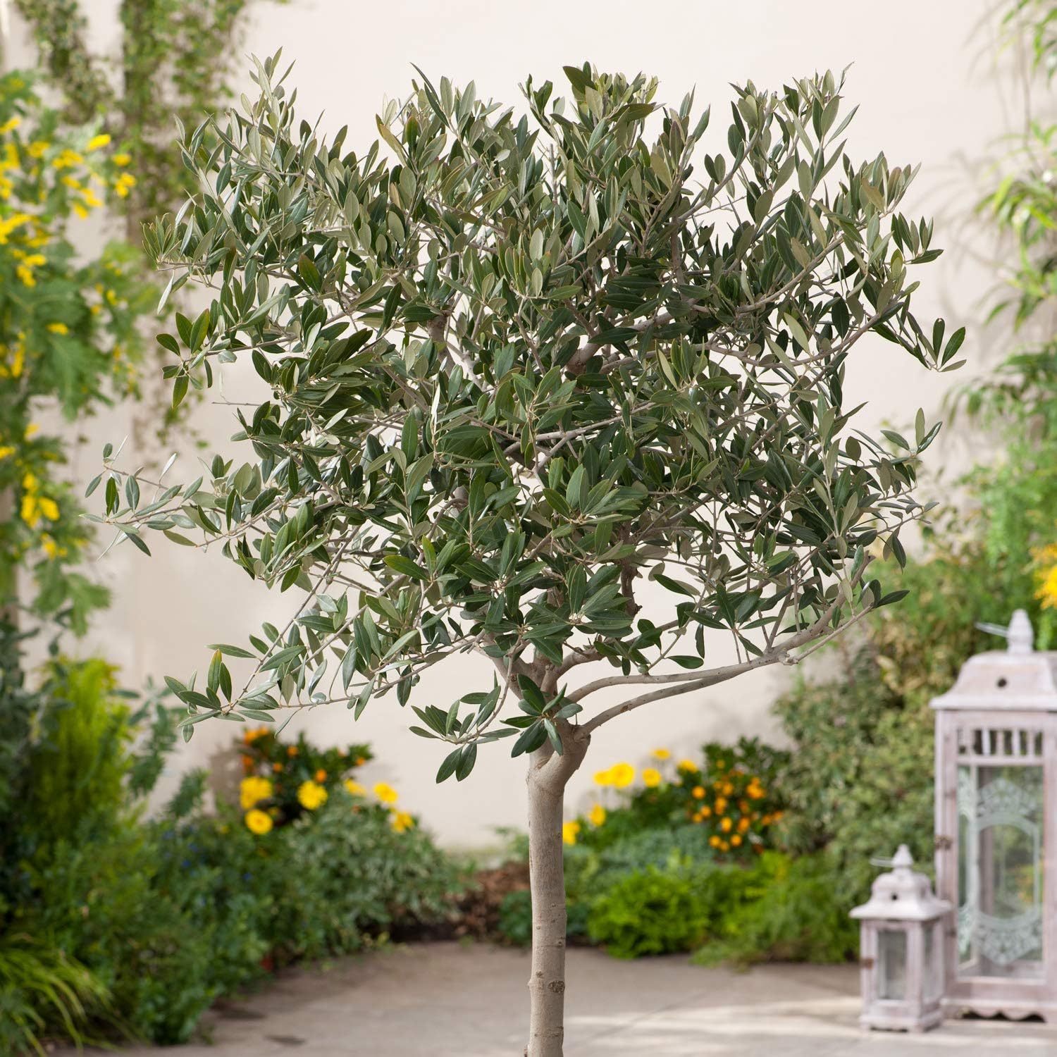 6 Inch Potted Arbequina Olive Tree Live Plant Y84457