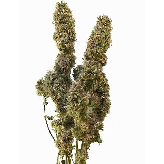 Catnip Buds L542225