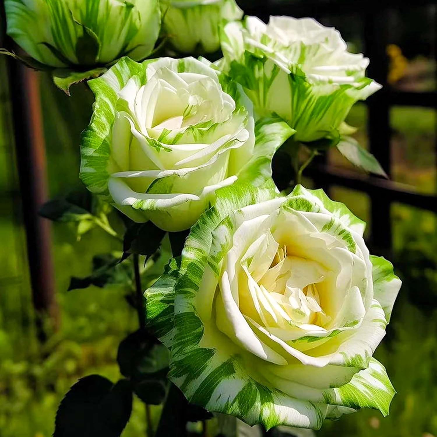 Rare Twin Color Rose Seeds for Planting, Hybrid Green White Rose, Perennial Shrub M89851