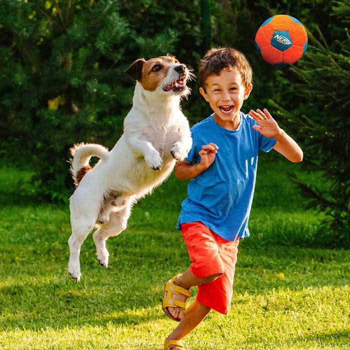 Soccer Squeak Ball Dog Toy Q6243