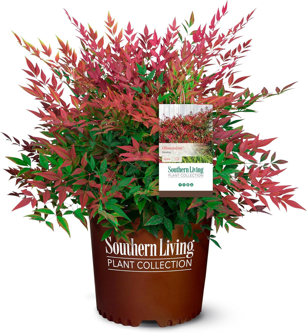 2.5 Quart Flowering Evergreen Shrub Bundle E24626