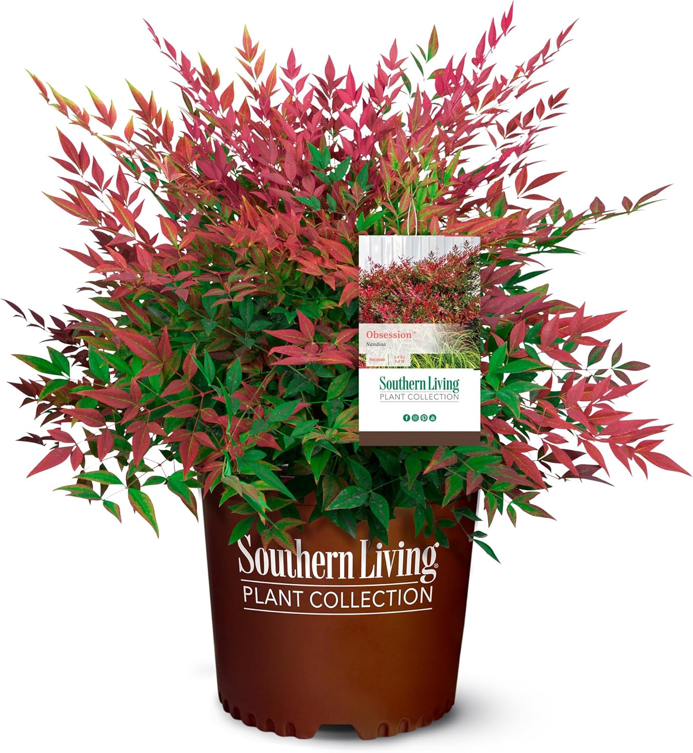 2.5 Quart Flowering Evergreen Shrub Bundle E24626