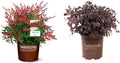 2.5 Quart Flowering Evergreen Shrub Bundle E24626