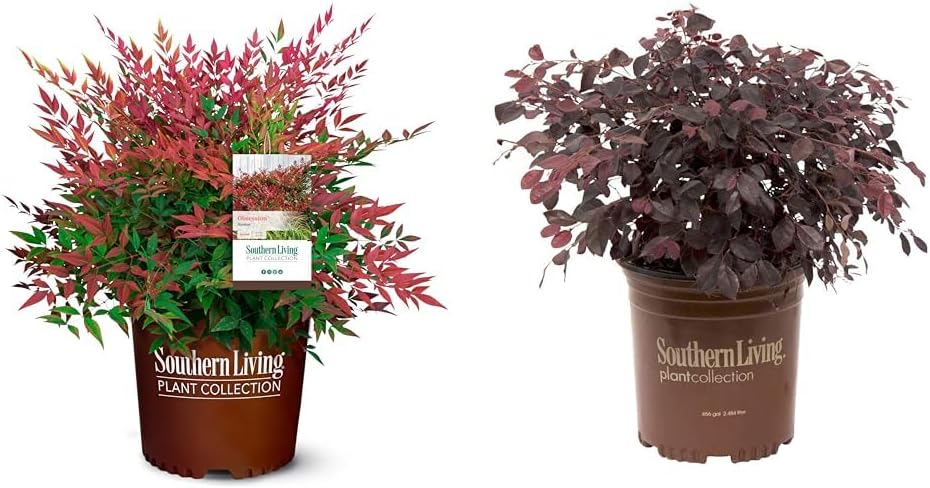 2.5 Quart Flowering Evergreen Shrub Bundle E24626