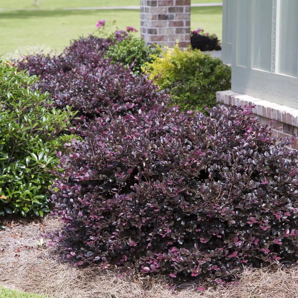 2.5 Quart Flowering Evergreen Shrub Bundle E24626