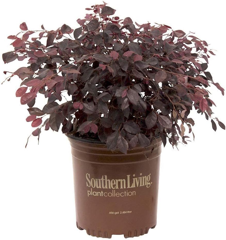 2.5 Quart Flowering Evergreen Shrub Bundle E24626