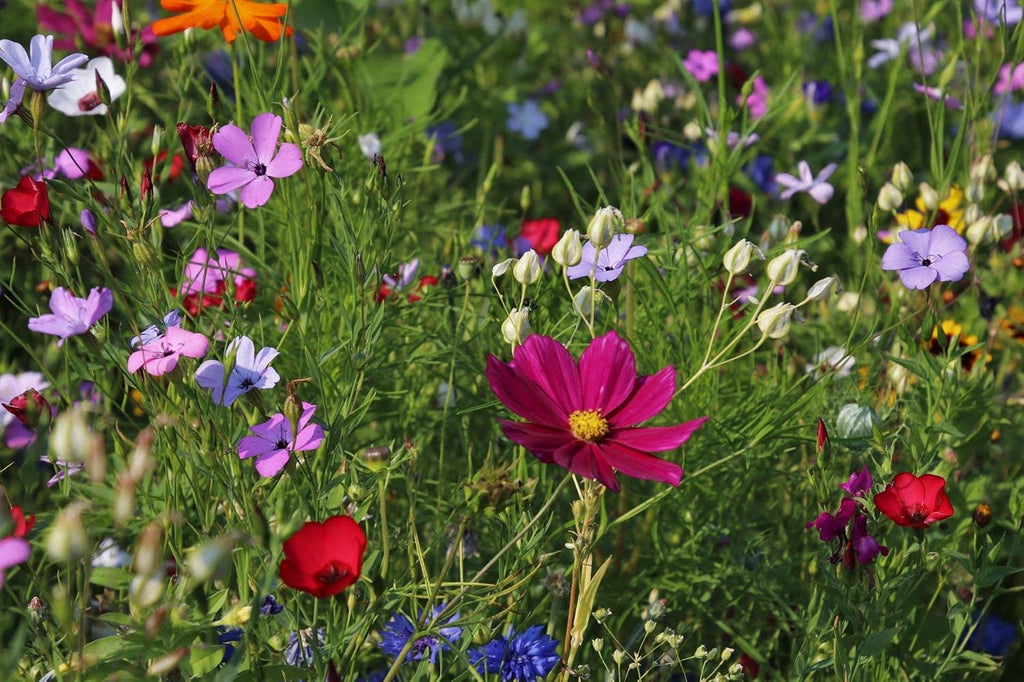 Wildflower Mix I223500