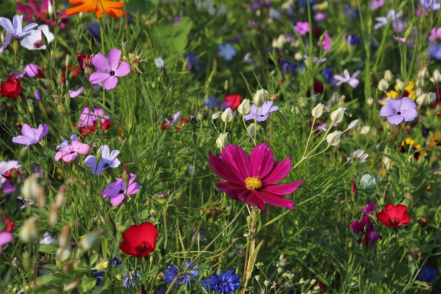 Wildflower Mix I223500