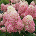 4" Pot Panicle Hydrangea G3702