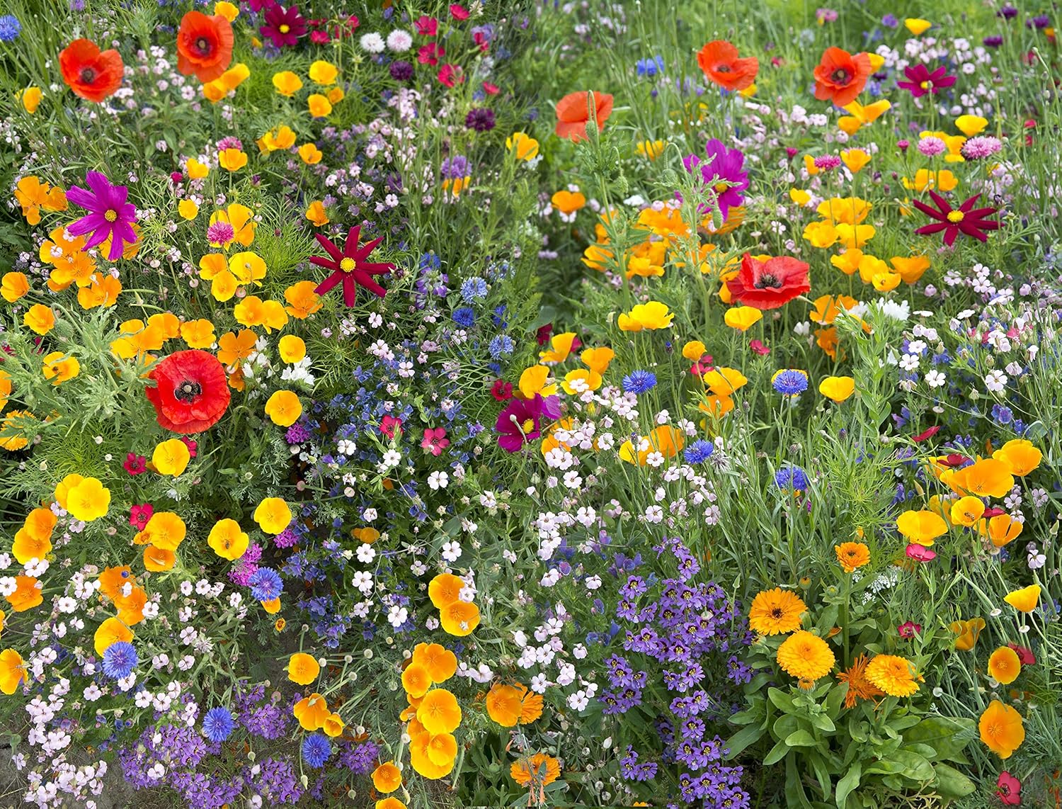 Wildflower Mix I223500