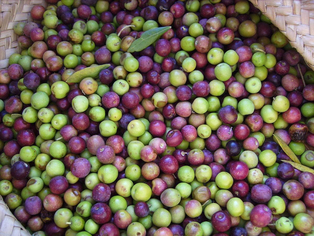 6 Inch Potted Arbequina Olive Tree Live Plant Y84457