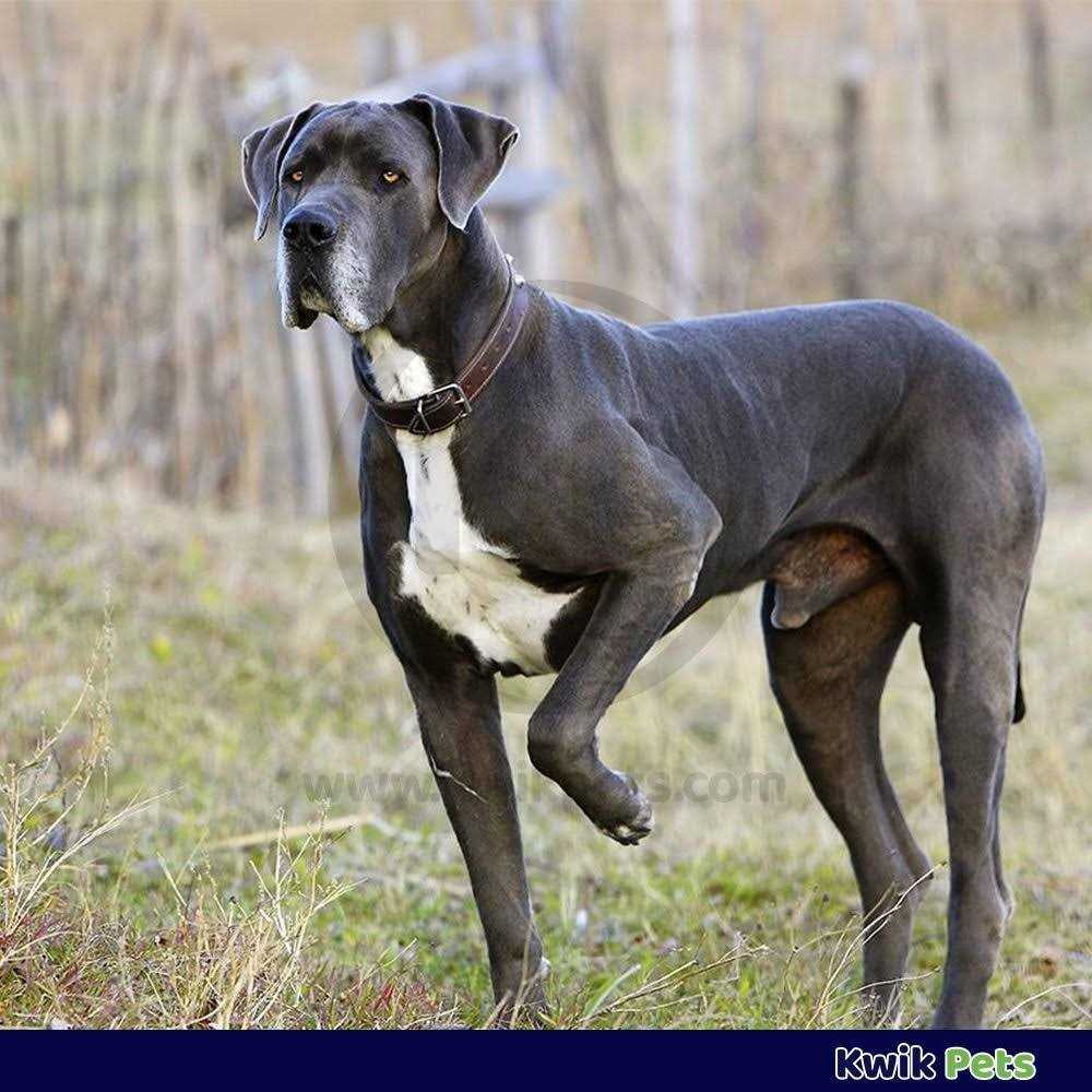 Triple Wormer for Medium & Large Dogs X3214
