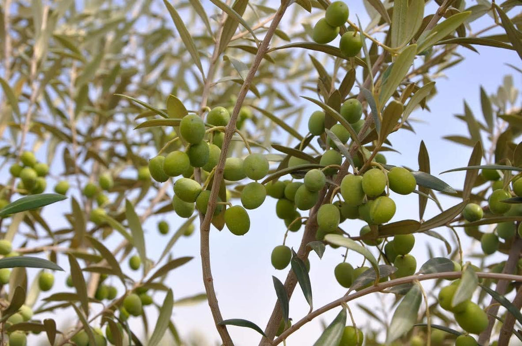 6 Inch Potted Arbequina Olive Tree Live Plant Y84457
