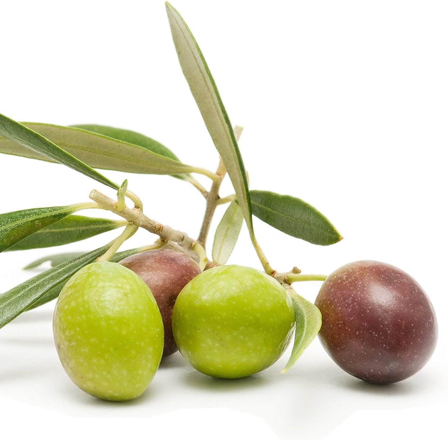6 Inch Potted Arbequina Olive Tree Live Plant Y84457